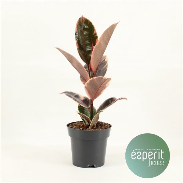 <h4>Ficus elastica Belize®</h4>