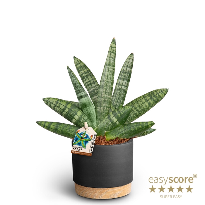 SANSEVIERIA BONCELLENSIS P10