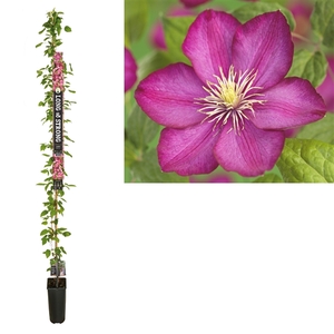 Clematis 'Ville de Lyon' +Long & strong label