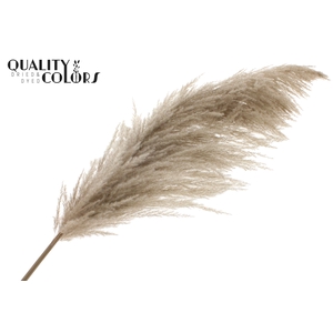 Pampas Grass ± 175cm p/pc in poly Natural