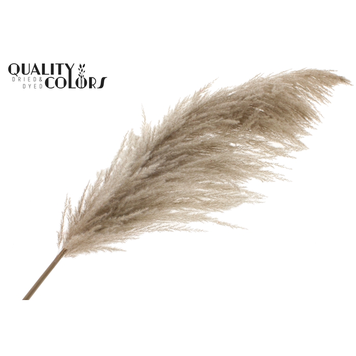 <h4>Pampas Grass ± 175cm p/pc in poly Natural</h4>