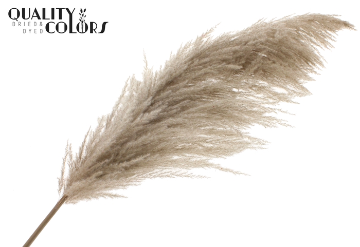 <h4>Pampas Grass ± 175cm p/pc in poly Natural</h4>