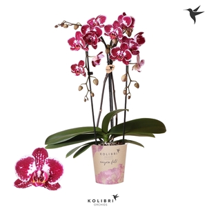 Kolibri Phal Niagara Fall Asian Pearl