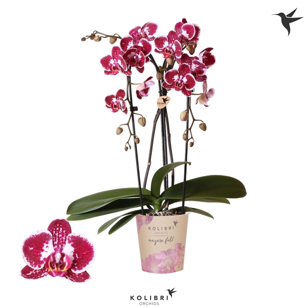 <h4>Kolibri Phal Niagara Fall Asian Pearl</h4>