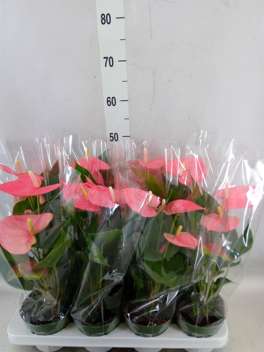 <h4>Anthurium andr. 'Colorado'</h4>