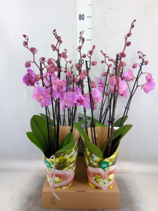<h4>Phalaenopsis  'Ant Pittsburgh'</h4>