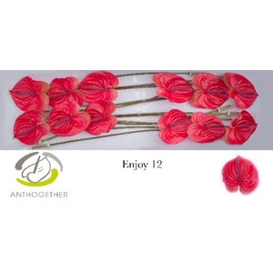 Anthurium Enjoy