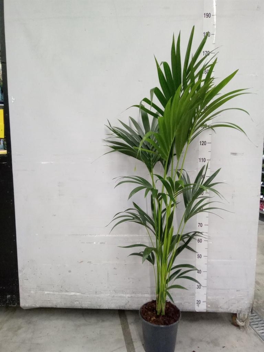 <h4>Howea forsteriana</h4>