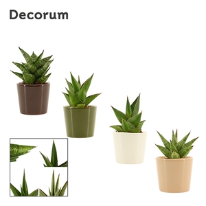 Sansevieria Crown mix 6 cm in Manuela (Stone Touch-collection)