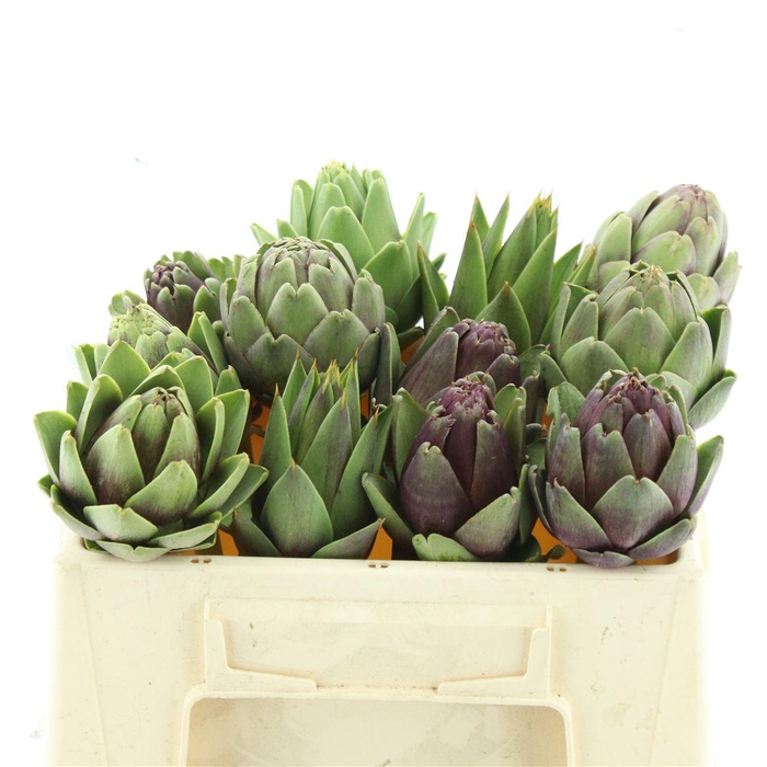 <h4>Cynara Sc Green Glob Rauw!</h4>