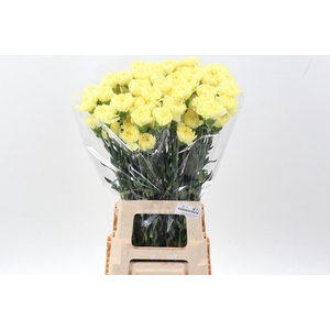 Di St Hermes Yellow hi