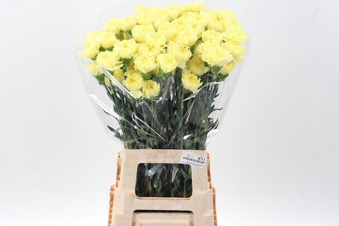 <h4>Di St Hermes Yellow hi</h4>