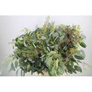 Euca Populus Berry 300gr P Bunch