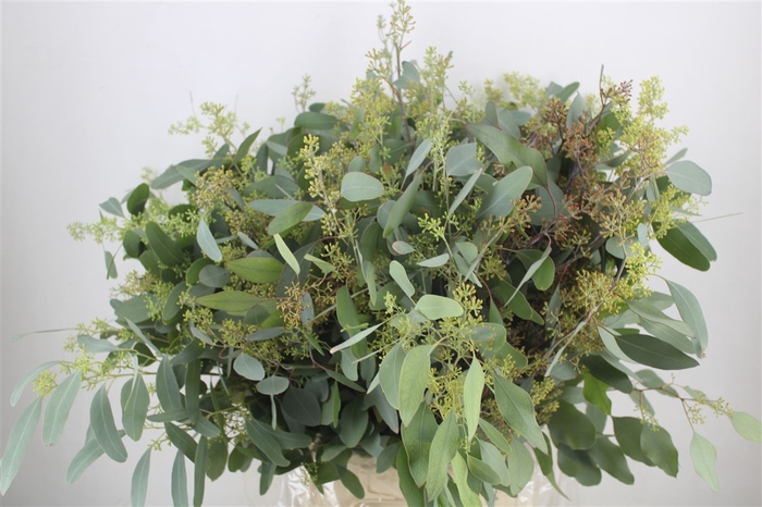 <h4>Euca Populus Berry 300gr P Bunch</h4>