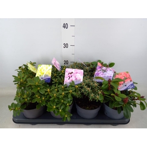 Rhododendron   ...dwarf shapes