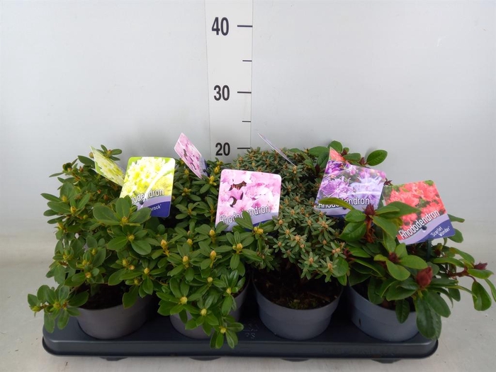 <h4>Rhododendron   ...dwarf shapes</h4>