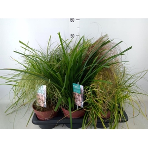 Carex   ...mix
