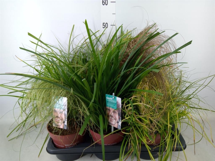 <h4>Carex   ...mix</h4>