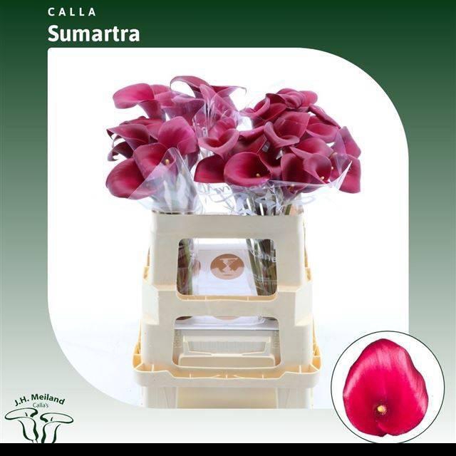 <h4>ZANT SUMATRA</h4>