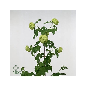 Viburnum Opulus Cm 70