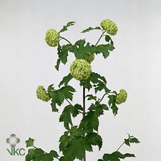 <h4>Viburnum Opulus Cm 70</h4>