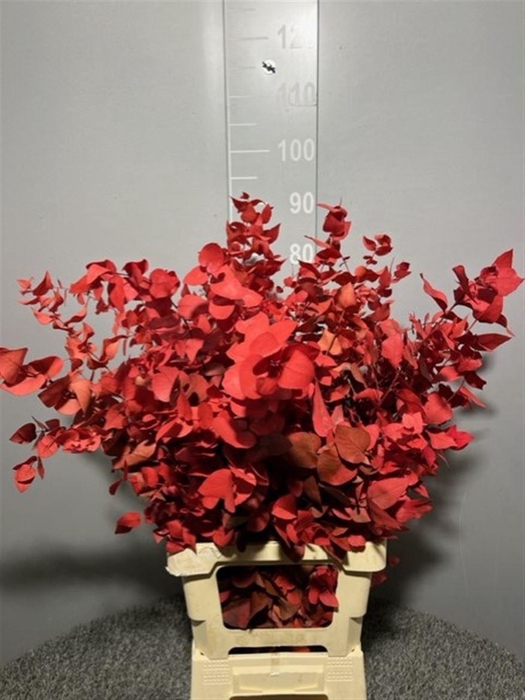 <h4>Dr Stuart Stab Red Matt</h4>