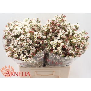 Chamelaucium Moonlight Delight