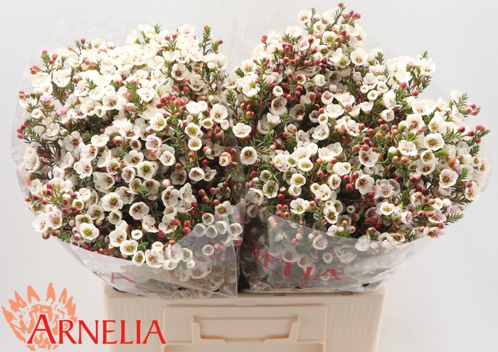 <h4>Chamelaucium Moonlight Delight</h4>