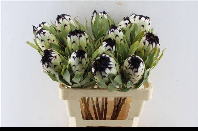 <h4>PROTEA MAG NIOBE</h4>