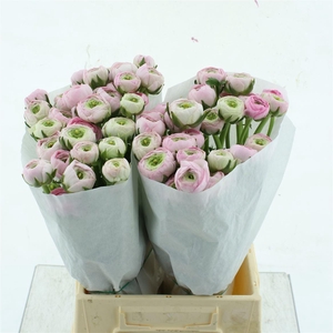 Ran Su Confetto Extra