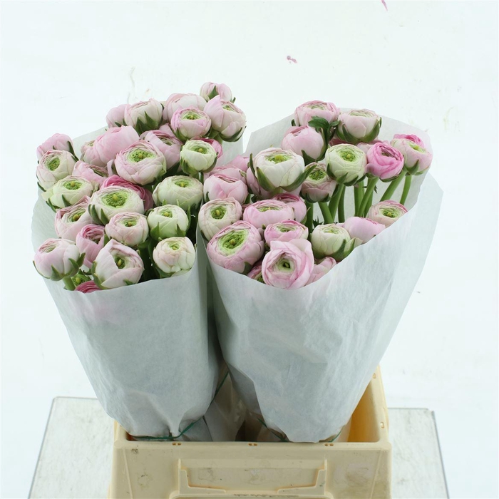 <h4>Ran Su Confetto Extra</h4>