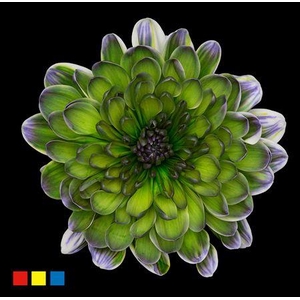 Chr T Altaj Polar Light