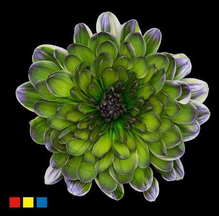 <h4>Chr T Altaj Polar Light</h4>