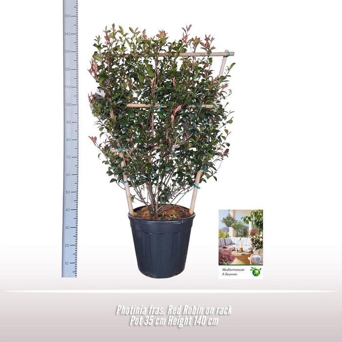<h4>Photinia fraseri</h4>