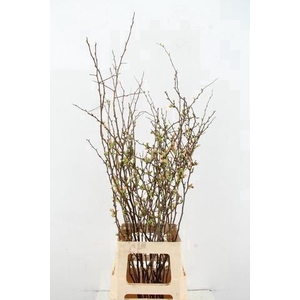 CHAENOMELES JAPONICA PINK 065CM