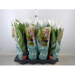 Spathiphyllum  'Pico Cupido'