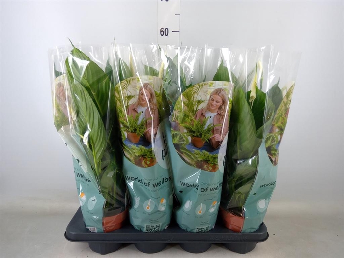 <h4>Spathiphyllum  'Pico Cupido'</h4>