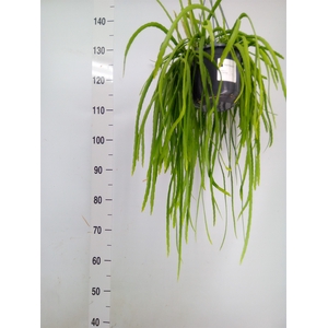 Lepismium bolivianum