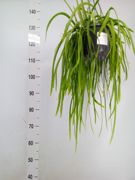<h4>Lepismium bolivianum</h4>
