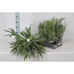PLATYC BIFURCATUM