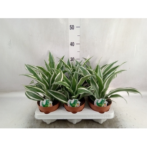 Dracaena frag. 'White Jewel'