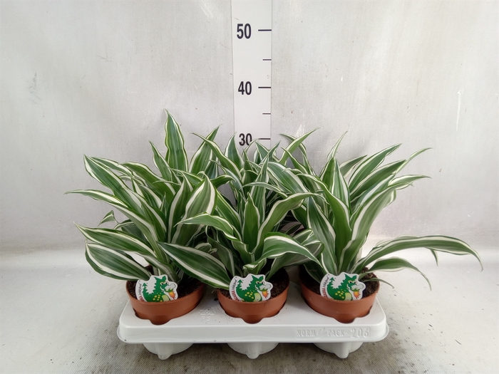 <h4>Dracaena frag. 'White Jewel'</h4>