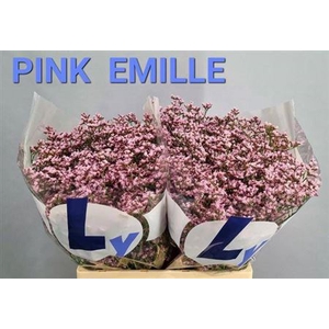 Lim Tall Pink Emille