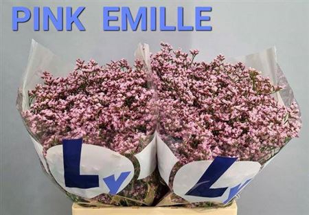 <h4>Lim Tall Pink Emille</h4>