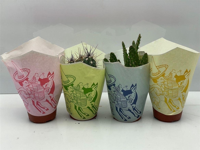 <h4>Cactus gemengd</h4>