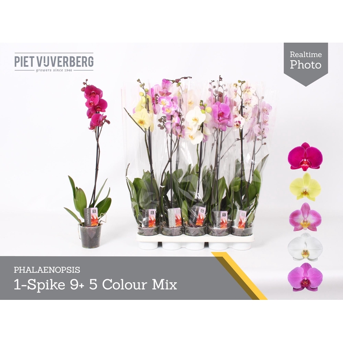 <h4>PHAL GEM 5 KL</h4>