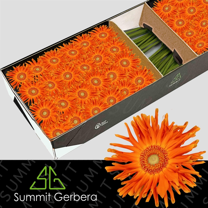 <h4>Gerbera Pasta Marinara Doos</h4>