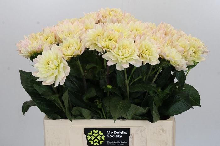 <h4>Dahlia Dianas Memory</h4>