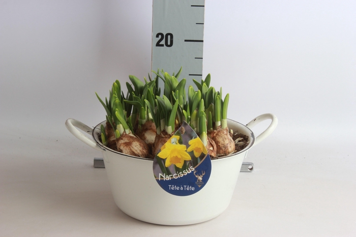 <h4>ARR NARCISSUS</h4>