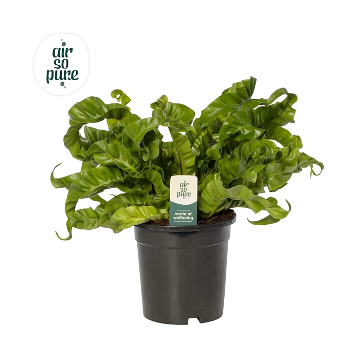 <h4>Asplenium Hurricane - Air So Pure</h4>